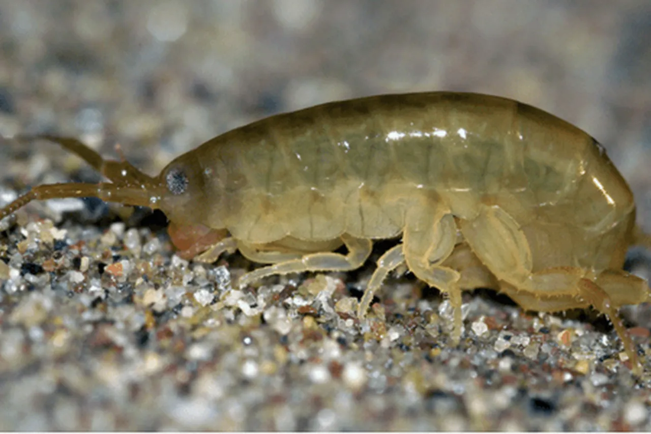 Unmasking Sand Fleas: Behavior, Habitat, and Bite Prevention in Under