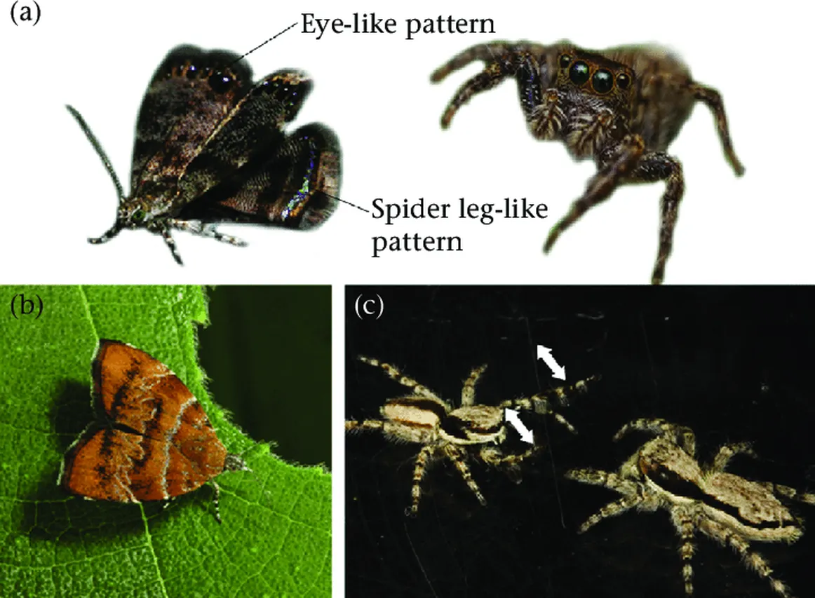 Uncovering the Enigmatic Cat Spider: Mimicry, Anatomy, and Evolution