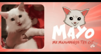 Crypto for Compassion: $MAYO Token Unites Community to Save Paralyzed Cat